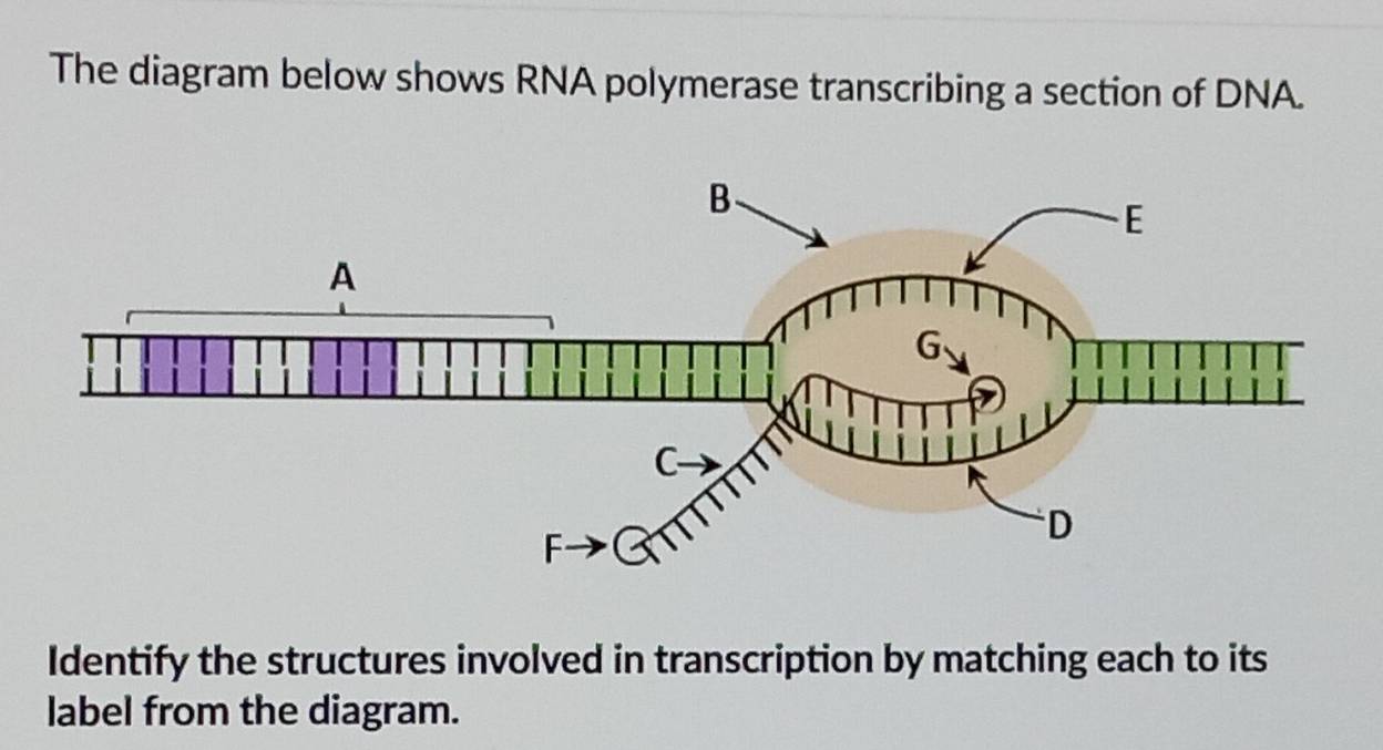 Solved: The diagram below shows RNA polymerase transcribing a section ...