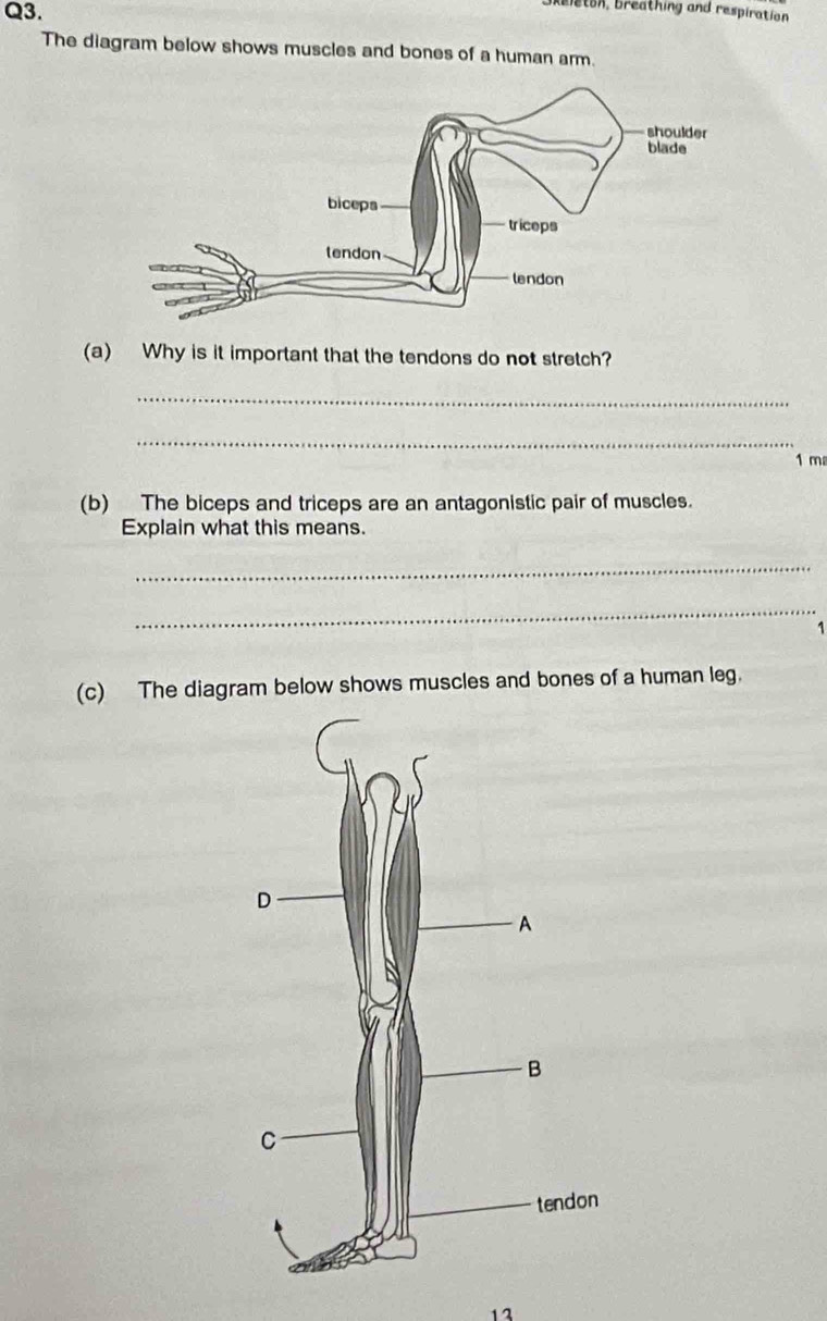 bleton, breathing and respiration 
The diagram below shows muscles and bones of a human arm. 
(a) Why is it important that the tendons do not stretch? 
_ 
_
1 m
(b) The biceps and triceps are an antagonistic pair of muscles. 
Explain what this means. 
_ 
_ 
1 
(c) The diagram below shows muscles and bones of a human leg. 
13