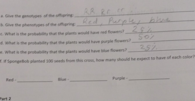 Give the genotypes of the offspring: 
_ 
b. Give the phenotypes of the offspring: 
_ 
c. What is the probability that the plants would have red flowers? 
_ 
d. What is the probability that the plants would have purple flowers? 
_ 
e. What is the probability that the plants would have blue flowers? 
_ 
f. If SpongeBob planted 100 seeds from this cross, how many should he expect to have of each color? 
Red -_ Blue -_ Purple -_ 
Part 2