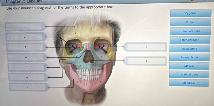 Chapter 7: Labeling 
Use your mouse to drag each of the terms to the appropriate box. 
Zygoma 
Vomer 
1 
Spheniod bone 
2 
Ethmoid bone 
3 
8 
Nasal bone 
4 Frontal bone 
9 
5 Maxilla 
Lacrimal bone 
6 
Mandible 
7