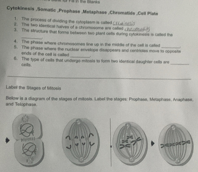 or Fill in the Blanks 
Cytokinesis ,Somatic ,Prophase ,Metaphase ,Chromatids ,Cell Plate 
1. The process of dividing the cytoplasm is called 
2. The two identical halves of a chromosome are called 
_ 
3. The structure that forms between two plant cells during cytokinesis is called the 
. 
4. The phase where chromosomes line up in the middle of the cell is called . 
5. The phase where the nuclear envelope disappears and centrioles move to opposite 
ends of the cell is called _. 
6. The type of cells that undergo mitosis to form two identical daughter cells are_ 
cells. 
Label the Stages of Mitosis 
Below is a diagram of the stages of mitosis. Label the stages: Prophase, Metaphase. Anaphase, 
and Telophase. 
a c e