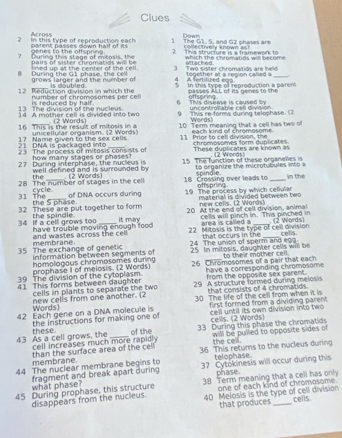 Clues
Across
Down
2 In this type of reproduction each 1 The G1, S, and G2 phases are
parent passes down half of its collectively known as?
genes to the offspring.
7 During this stage of mitosis, the 2 This structure is a framework to
pairs of sister chromatids will be which the chromatids will become
lined up at the center of the cell. attached.
8 During the G1 phase, the cell 3 Two sister chromatids are held
grows larger and the number of 4 A fertilized egg. together at a region called a_
12 Reduction division in which the 5 In this type of reproduction a parent
is doubled. passes ALL of its genes to the
is reduced by half. number of chromosomes per cell offspring.
13 The division of the nucleus. 6 This diséase is caused by uncontrollable cell división.
14 A mother cell is divided into two 9 This re-forms during telophase. (2
(2 Words) Words)
16 This is the result of mitosis in a 10 Term meaning that a cell has two 
unicellular organism. (2 Words)
17 Name given to the sex cells. each kind of chromosome
21 DNA is packaged into 11 Prior to cell division, the
23 The process of mitosis consists of chromosomes form duplicates.
how many stages or phases? These duplicates are known as
(2 Words)
27 During interphase, the nucleus is 15 The function of these organelles is
the well defined and is surrounded by to organize the microtubules into a
. (2 Words)
28 The number of stages in the cel 18 Crossing over leads to spindle offspring. _in the
cycle. of DNA occurs during
19 The process by which cellular
31 The the S phase.
32 These are put together to form material is divided between two
new cells. (2 Words)
34 If a cell grows too the spindle. _it may 20 At the end of cell division, anima
have trouble moving enough food area is called a cells will pinch in. This pinched in
and wastes across the cell 22 Mitosis is the type of cell division . (2 Words)
membrane. that occurs in the _cells.
35 The exchange of genetic 24 The union of sperm and egg.
information between segments of 25 In mitosis, daughter cells will be
homologous chromosomes during to their mother cell.
prophase I of meiosis. (2 Words) 26 Chromosomes of a pair that each
39 The division of the cytoplasm have a corresponding chromosome
from the opposite sex parent.
41 This forms between daughter  29 A structure formed during meiosis
cells in plants to separate the two
new cells from one another. (2 that consists of 4 chromatids.
Words) 30 The life of the cell from when it is
42 Each gene on a DNA molecule is first formed from a dividing parent
the instructions for making one of cell until its own division into two
cells. (2 Words)
43 As a cell grows, the these. _of the 33 During this phase the chromatids
cell increases much more rapidly  will be pulled to opposite sides of
than the surface area of the cell the cell
membrane. 36 This returns to the nucleus during
telophase.
44 The nuclear membrane begins to 37 Cytokinesis will occur during this
what phase? fragment and break apart during phase.
45 During prophase, this structure 38 Term meaning that a cell has only
one of each kind of chromosome.
disappears from the nucleus. 40 Meiosis is the type of cell division
that produces cells.