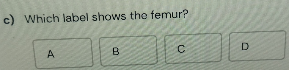 Which label shows the femur?
A
B
C
D