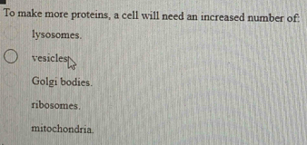 To make more proteins, a cell will need an increased number of:
lysosomes.
vesicles
Golgi bodies.
ribosomes.
mitochondria.