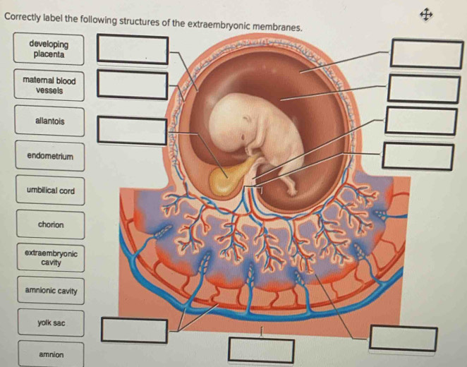 Solved: Correctly label the following structures of the extraembryonic ...