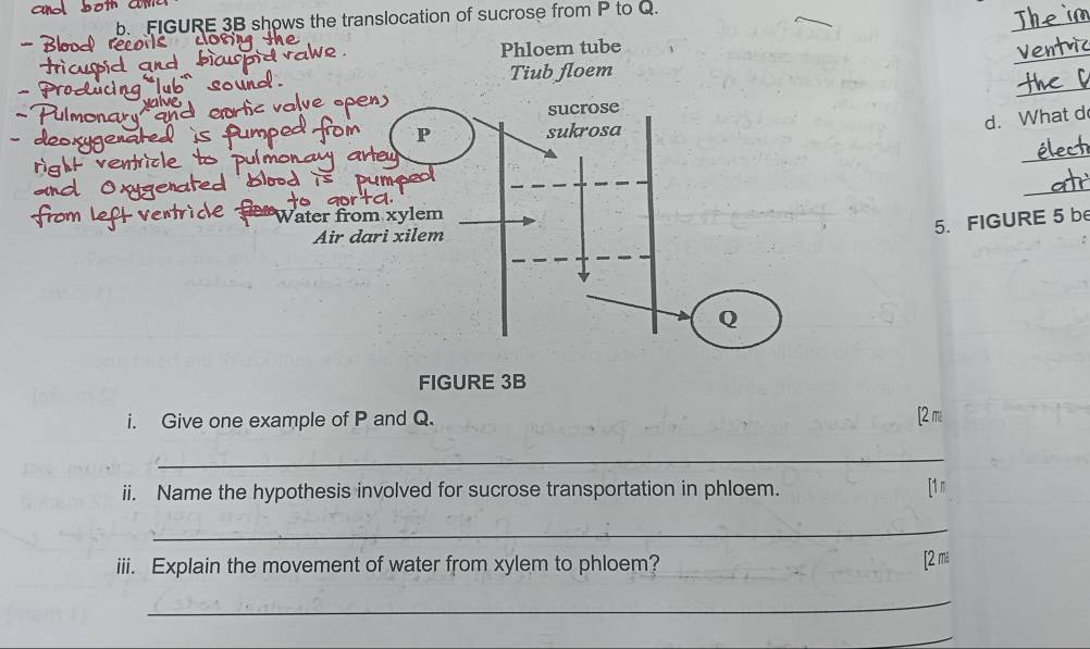 FIGURE 3B shows the translocation of sucrose from P to Q. 
Phloem tube 
_ 
_ 
Tiub floem 
sucrose 
d. What d 
P sukrosa 
_ 
_ 
Water from xylem 
5. FIGURE 5 be 
Air dari xilem
Q
FIGURE 3B 
i. Give one example of P and Q. [2 ma 
_ 
ii. Name the hypothesis involved for sucrose transportation in phloem. [1n 
_ 
iii. Explain the movement of water from xylem to phloem? 
[2 ma 
_