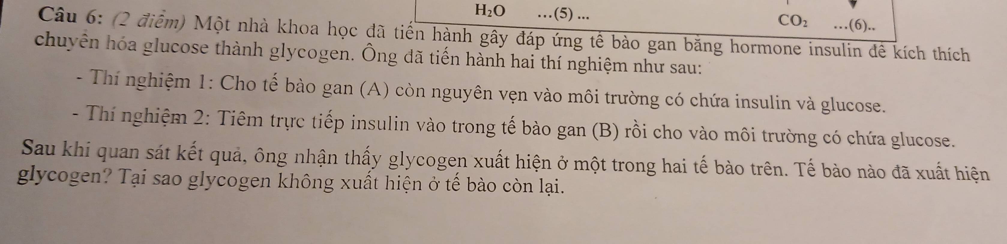 H_2O …(5) ...
CO_2 …(6).. 
Câu 6: (2 điểm) Một nhà khoa học đã tiến hành gây đáp ứng tế bào gan bằng hormone insulin đê kích thích 
chuyên hóa glucose thành glycogen. Ông đã tiến hành hai thí nghiệm như sau: 
- Thí nghiệm 1: Cho tế bào gan (A) còn nguyên vẹn vào môi trường có chứa insulin và glucose. 
- Thí nghiệm 2: Tiêm trực tiếp insulin vào trong tế bào gan (B) rồi cho vào môi trường có chứa glucose. 
Sau khi quan sát kết quả, ông nhận thấy glycogen xuất hiện ở một trong hai tế bào trên. Tế bào nào đã xuất hiện 
glycogen? Tại sao glycogen không xuất hiện ở tế bào còn lại.