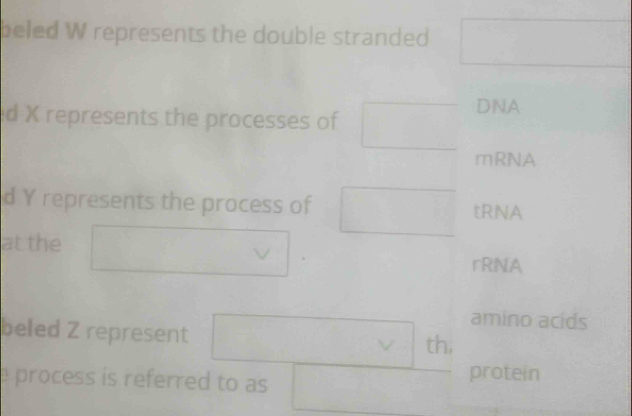 beled W represents the double stranded 
d X represents the processes of 
DNA 
mRNA 
d Y represents the process of □  tRNA 
at the 
rRNA 
amino acids 
beled Z represent frac 12^ th;
□ 
e process is referred to as □ 
protein