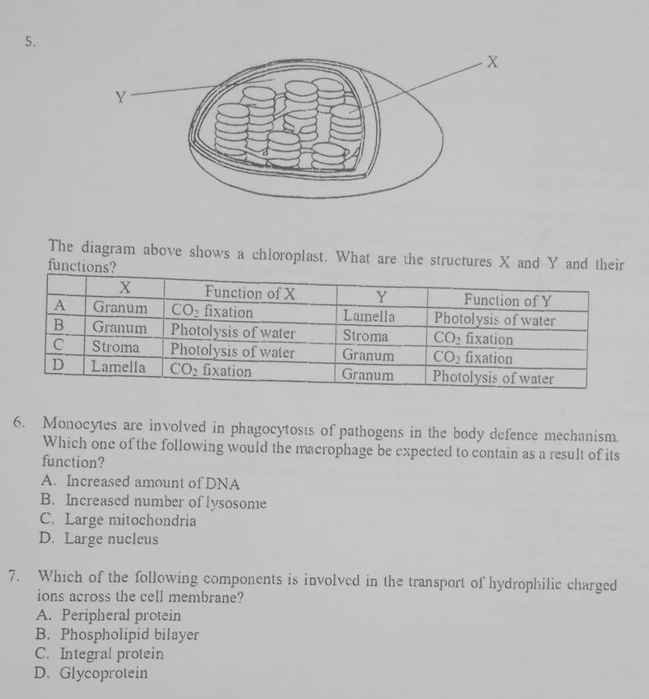 The diagram above shows a chloroplast. What are the structures X and Y and their
functi
6. Monocytes are involved in phagocytosts of pathogens in the body defence mechanism.
Which one of the following would the macrophage be expected to contain as a result of its
function?
A. Increased amount of DNA
B. Increased number of lysosome
C. Large mitochondria
D. Large nucleus
7. Which of the following components is involved in the transport of hydrophilic charged
ions across the cell membrane?
A. Peripheral protein
B. Phospholipid bilayer
C. Integral protein
D. Glycoprotein