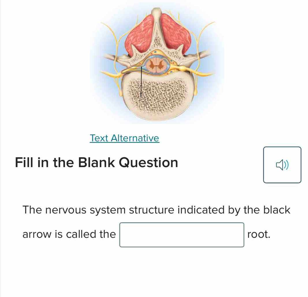 Text Alternative 
Fill in the Blank Question 
The nervous system structure indicated by the black 
arrow is called the □ root.