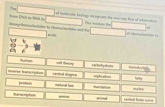 The □ of molecular biology recognizes the one-way flow of information
from DNA to RNA to □. This involves the □ of
deoxyribonucleotides to ribonucleotides and the □ of ribonucleotides to
□ acids.
human cell theory carbohydrate transduction
reverse transcription central dogma replication fatty
protein natural law translation nucleic
transcription amino animal central finite curve