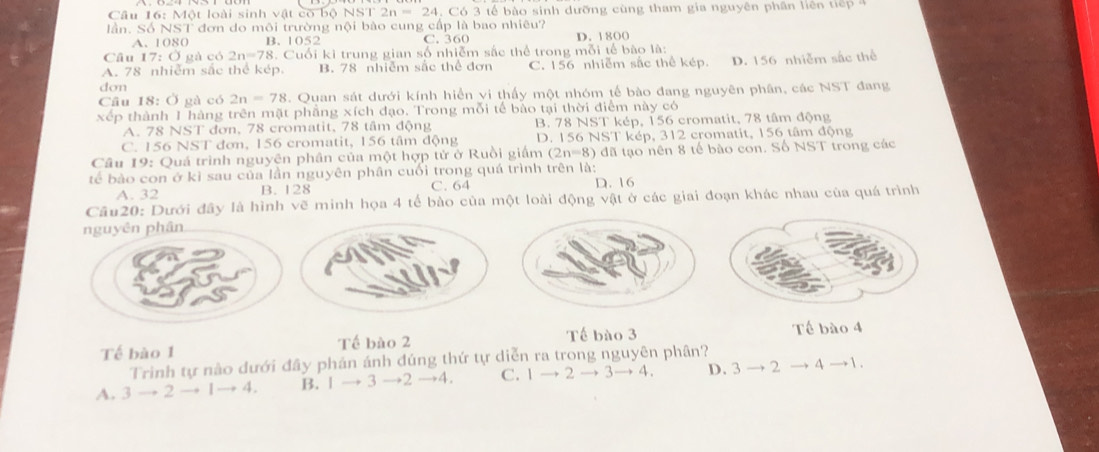 Một loài sinh vật có bộ N ST2n=24 Có 3 tế bào sinh dưỡng cùng tham gia nguyên phân liên tiếp  
lần. Số NST đơn do môi trường nội bào cung cấp là bao nhiêu?
A. 1080 B.1052 C. 360 D. 1800
Câu 7:0 gà có 2n=78 8. Cuối ki trung gian số nhiễm sắc thể trong mỗi tế bào là:
A. 78 nhiễm sắc thể kép. B. 78 nhiễm sắc thể đơn C. 156 nhiễm sắc thể kép. D. 156 nhiễm sắc thể
don
Câu 18: Ở gà có 2n=78. Quan sát dưới kính hiển vi thấy một nhóm tế bào đang nguyên phân, các NST đang
xếp thành 1 hàng trên mặt phẳng xích đạo. Trong mỗi tế bào tại thời điểm này có
A. 78 NST đơn, 78 cromatit, 78 tâm động B. 78 NST kép, 156 cromatit, 78 tâm động
C. 156 NST đơn, 156 cromatit, 156 tâm động D. 156 NST kép, 312 cromatit, 156 tâm động
Câu 19: Quá trình nguyên phân của một hợp tử ở Ruồi giấm (2n-8) đã tạo nên 8 tế bào con. Số NST trong các
tế bào con ở kì sau của lần nguyên phân cuối trong quá trình trên là: D. 16
A. 32 B. 128 C. 64
Câu20: Dưới đây là hình vẽ minh họa 4 tế bào của một loài động vật ở các giai đoạn khác nhau của quá trình
nguyên phân
Tế bào 1 Tế bào 2 Tế bào 3
Tế bào 4
Trình tự nào dưới đây phán ánh đúng thứ tự diễn ra trong nguyên phân?
A. 3 → 2 1→ 4. B. Ⅰ - , 3 →2 →4. C. 1 → 2 3→ 4. D. 3 → 2 → 4 →1.