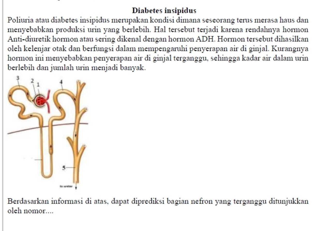 Diabetes insipidus 
Poliuria atau diabetes insipidus merupakan kondisi dimana seseorang terus merasa haus dan 
menyebabkan produksi urin yang berlebih. Hal tersebut terjadi karena rendahnya hormon 
Anti-diuretik hormon atau sering dikenal dengan hormon ADH. Hormon tersebut dihasilkan 
oleh kelenjar otak dan berfungsi dalam mempengaruhi penyerapan air di ginjal. Kurangnya 
hormon ini menyebabkan penyerapan air di ginjal terganggu, sehingga kadar air dalam urin 
berlebih dan jumlah urin menjadi banyak. 
Berdasarkan informasi di atas, dapat diprediksi bagian nefron yang terganggu ditunjukkan 
oleh nomor....