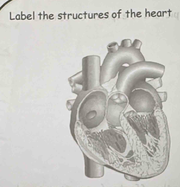 Label the structures of the heart