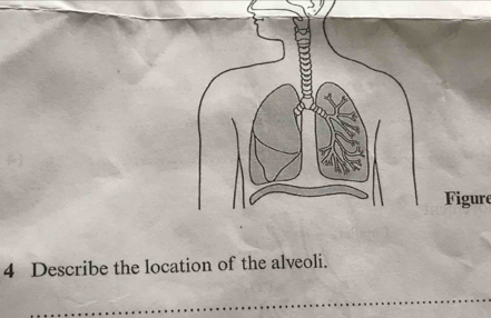 Figure 
4 Describe the location of the alveoli.