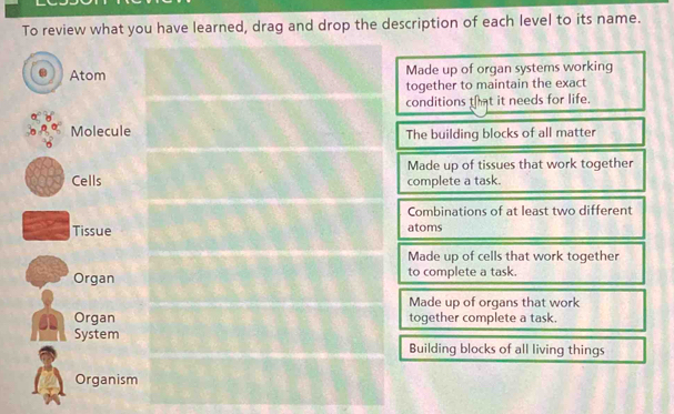 To review what you have learned, drag and drop the description of each level to its name.
Atom Made up of organ systems working
together to maintain the exact
conditions that it needs for life.
Molecule The building blocks of all matter
Made up of tissues that work together
Cells complete a task.
Combinations of at least two different
Tissue atoms
Made up of cells that work together
Organ to complete a task.
Made up of organs that work
a Organ together complete a task.
System Building blocks of all living things
Organism