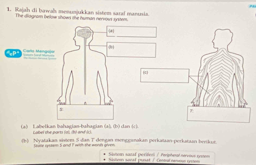 PA
1. Rajah di bawah menunjukkan sistem saraf manusia.
The diagram below shows the human nervous system.
(a) Labelkan bahagian-bahagian (a), (b) dan (c).
Label the parts (a), (b) and (c).
(b) Nyatakan sistem S dan T dengan menggunakan perkataan-perkataan berikut.
State system S and T with the words given.
Sistem saraf periferi / Peripheral nervous system
Sistem saraf pusat / Central nervous system