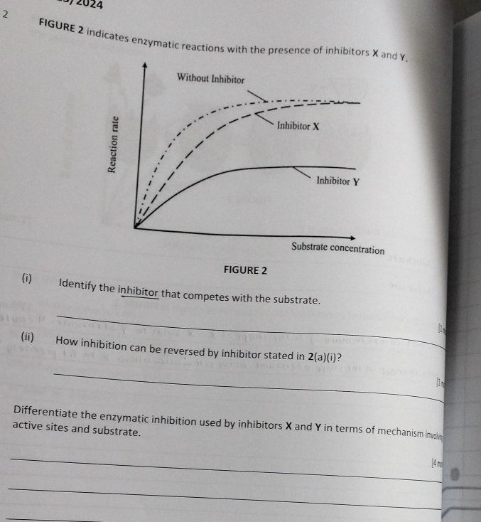 2024 
2 
FIGURE 2 indicates enzymatic reactions with the presence of inhibitors X and Y. 
Without Inhibitor 
Inhibitor X
Inhibitor Y
Substrate concentration 
FIGURE 2 
(i) Identify the inhibitor that competes with the substrate. 
_ 
(ii) How inhibition can be reversed by inhibitor stated in 2(a)(i) ? 
_ 
Differentiate the enzymatic inhibition used by inhibitors X and Y in terms of mechanism invohn 
active sites and substrate. 
_ 
[4 mo 
_ 
_