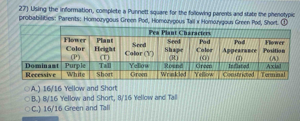 Using the information, complete a Punnett square for the following parents and state the phenotypic
probabilities: Parents: Homozygous Green Pod, Homozygous Tall x Homozygous Green Pod, Short. ①
A.) 16/16 Yellow and Short
B.) 8/16 Yellow and Short, 8/16 Yellow and Tall
C.) 16/16 Green and Tall