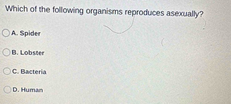 Which of the following organisms reproduces asexually?
A. Spider
B. Lobster
C. Bacteria
D. Human