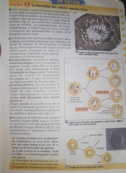 Vérifie 
FICHE   La formation des cellules reproductrices
:Chez l'homme comme chez tous les mammifères
de sexe mâle, la production de spermatozoïdes est
réalisée dans des milliers de tubes séminifères creux
contenus dans les testicules  Sur la coupe d'un de
ces tubes (fig. 3). de nombreuses cellules sont en
cours de division. Les spermatozoïdes, de forme
caractéristique, se situent dans la lumière du tube
La formation des spermatozoïdes s'y réalise de la
périphérie vers le centre.
La formation des spermatozoïdes nécessite deux
divisions successives entraïnant une réduction de
moitié du nombre de chromosomes ou méiose
(fig. 4). Dans l'espèce humaine, à partir d'une seule
cellule souche, possédant 23 paires de
chromosomes, il se forme quatre sperma 
tozoïdes à 23 chromosomes.
Première division: Les paires de chromo-
somes homologues à deux chromatides se
séparent. Chaque cellule-fille ne possède
plus qu'un seul chromosome à deux 
chromatides de chaque paire . C ette séa
ration des couples de chromosomes 
homologues est à l'origine de la division
par deux du nombre de chromosomes.
Deuxième division: Les chromatides de
chaque chromosome se séparent. A
'issue de cette deuxième division.
chaque chromosome ne comprend plus
qu'une seule chromatide dans chaque
gamète A 
Chaque gamète ne possède plus que la
moitié du patrimoine génétique de la cel
lule souche. Ces deux divisions expliquent
les caryotypes observés sur la figure 2:
Au cours de la formation des gamètes
femelles, chaque cellule souche ne four-
nit qu'un seul ovule. Un globule polaire  Étapes de la formation des gamètes à partir d'une cellule à
est éliminé à chaque division (fig. 5). Les troís paires de chromosomes.
chromosomes se répartissent suivant le
même processus.
globules potaires
Comparez les étapes et le comportement
des chromosomes, au cours d'une mitose 1° division
dans une  cellule banale  et au cours     l
méiose lors de la formation des gamètes.
division
À quel moment de sa formation, l'ovule
de la figure 5 a-t-il été photographié? |ustifiez sourhe callele
votre réponse
Schématisez les chromosomes de la cel-
lule à ce stade en partant d'une cellule-mère cucte
à trois paires de chromosomes homologues Étapes de la formation des ovides.