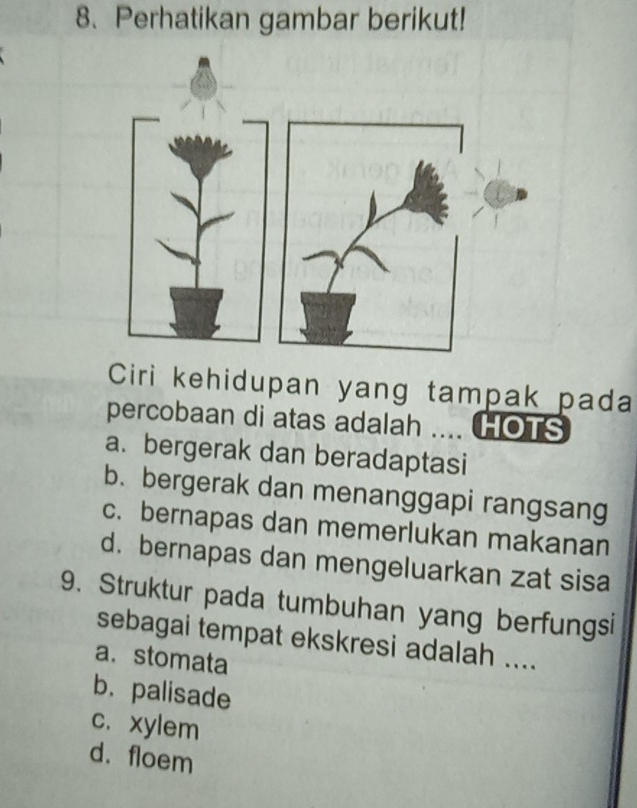 Perhatikan gambar berikut!
Ciri kehidupan yang tampak pada
percobaan di atas adalah .... HOTS
a. bergerak dan beradaptasi
b. bergerak dan menanggapi rangsang
c. bernapas dan memerlukan makanan
d. bernapas dan mengeluarkan zat sisa
9. Struktur pada tumbuhan yang berfungsi
sebagai tempat ekskresi adalah ....
a. stomata
b. palisade
c. xylem
d. floem