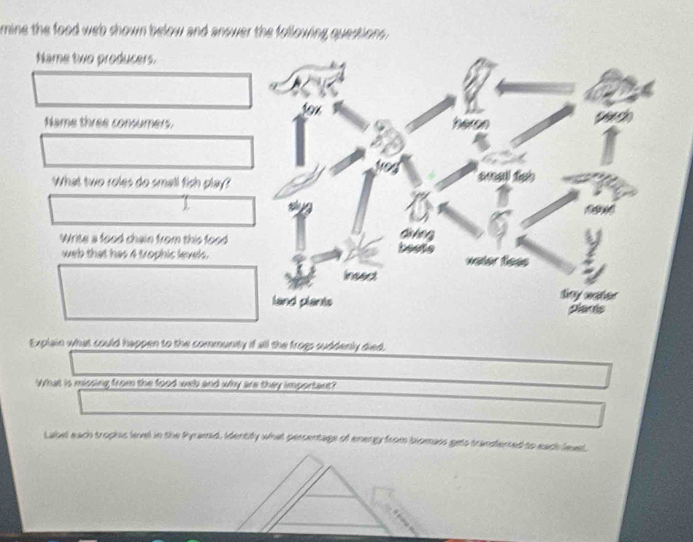 mine the food web shown below and answer the following questions . 
Name two producers. 
Name three consumers. 
What two roles do small fich play? 
Write a food chain from this food 
web that has 4 trophic levels. 
Explain what could happen to the community if all the frogs suddenly died. 
What is minning from the food web and why are they important? 
Label each trophic level in the Pyramid, Identify what persentage of energy from blomass gets trandtersed to each lexel