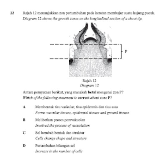 Rajah 12 menunjukkan zon pertumbahan pada keratan membujur suatu bajung pucak.
Diagram 12 shows the growth zones on the longitudinal section of a skoot tip.
Antara peryataan berikut, yang manakah betall meagenai zon P?
Whick of the following statement is carrect about zone P?
A Membentuk tisu vaskular, tisu epidermis dan timu asas
Forms vascular tissues, epidermal tissues and ground tissues
B Melibatkan proses pemvakuolan
Involved the process of vacuolation
C Sell berubah bentak dan struktur
Cells change shape and structure
D Pertambahan bilangan sel
Increase in the number of cells