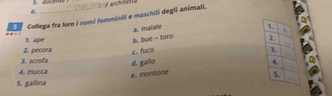 docente
6. A architetta
Collega fra loro i nomi femminili e maschili degli animali.
a. maiale 
1. ape
b. bue - toro
2. pecora c. fuco
3. scrofa
d. gallo 
4, mucca
e. montone
5. gallina