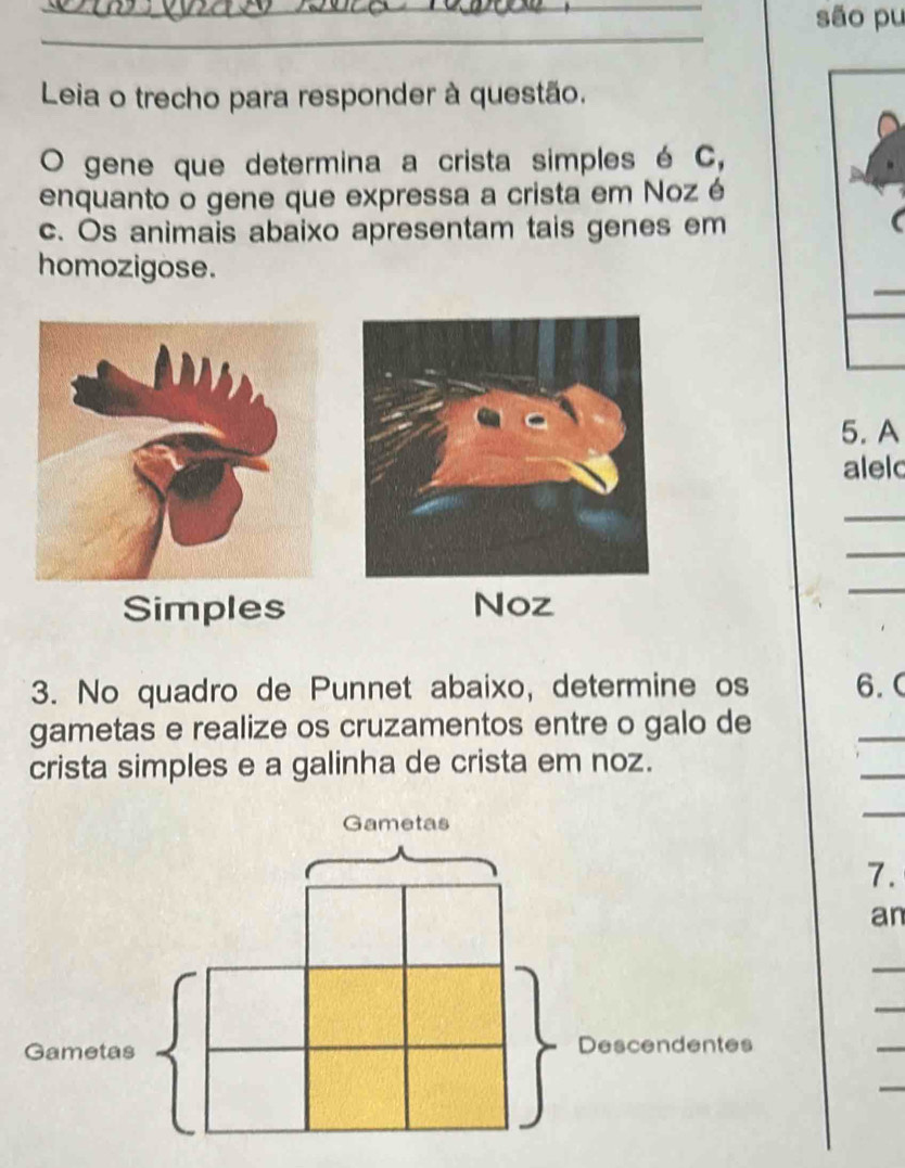 são pu 
_ 
Leia o trecho para responder à questão. 
O gene que determina a crista simples é C, 
enquanto o gene que expressa a crista em Noz é 
c. Os animais abaixo apresentam tais genes em 
homozigose. 
5. A 
aleld 
_ 
_ 
Simples Noz 
_ 
3. No quadro de Punnet abaixo, determine os 6.C 
gametas e realize os cruzamentos entre o galo de 
_ 
crista simples e a galinha de crista em noz. 
_ 
_ 
7. 
an 
_ 
_ 
_ 
_