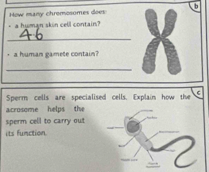 How many chromosomes does: 
. a human skin cell contain? 
_ 
a human gamete contain? 
_ 
Sperm cells are specialis C 
acrosome helps the 
sperm cell to carry out 
its function