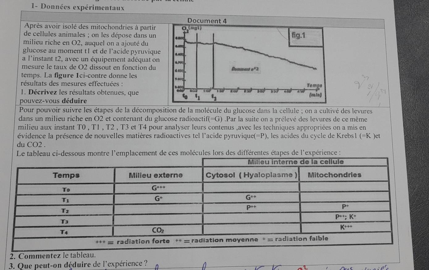 1- Données expérimentaux
Document 4
Après avoir isolé des mitochondries à partir 0(-y))
de cellules animales ; on les dépose dans un 4.00 fig.1
milieu riche en O2, auquel on a ajouté du 400
glucose au moment t1 et de l’acide pyruvique 0.60
a l'instant t2, avec un équipement adéquat on POQ
mesure le taux de O2 dissout en fonction du
Docmen a°2
temps. La figure 1ci-contre donne les
, ,
résultats des mesures effectuées : Temps
5 lé c 15 520°
1. Décrivez les résultats obtenues, que (min
t t_1 8_3
pouvez-vous déduire
Pour pouvoir suivre les étapes de la décomposition de la molécule du glucose dans la cellule ; on a cultivé des levures
dans un milieu riche en O2 et contenant du glucose radioactif(=G) .Par la suite on a prélevé des levures de ce même
milieu aux instant T0 , T1 , T2 , T3 et T4 pour analyser leurs contenus ,avec les techniques appropriées on a mis en
évidence la présence de nouvelles matières radioactives tel l'acide pyruviquee = P), les acides du cycle de Krebs1 (=K )et
du CO2 .
Le tableau ci-dessous montre l'emplacement de ces molécules lors des différentes étapes de l'expérience :
2. Commentez le tableau.
3. Que peut-on déduire de l'expérience ?