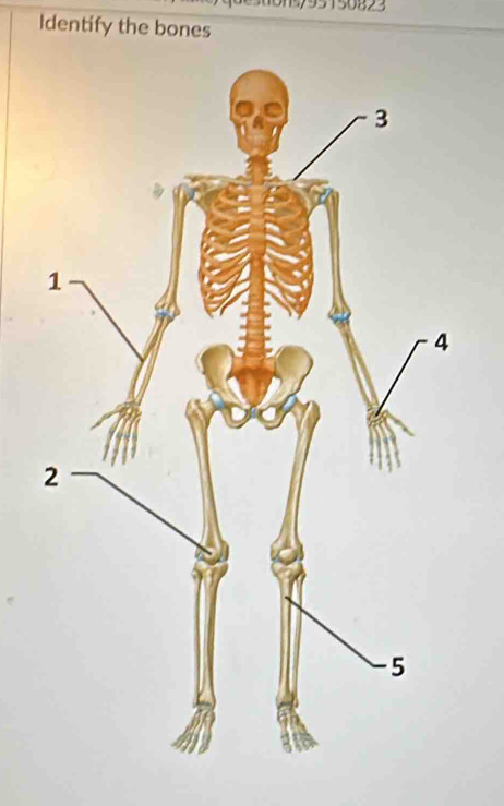 Identify the bones