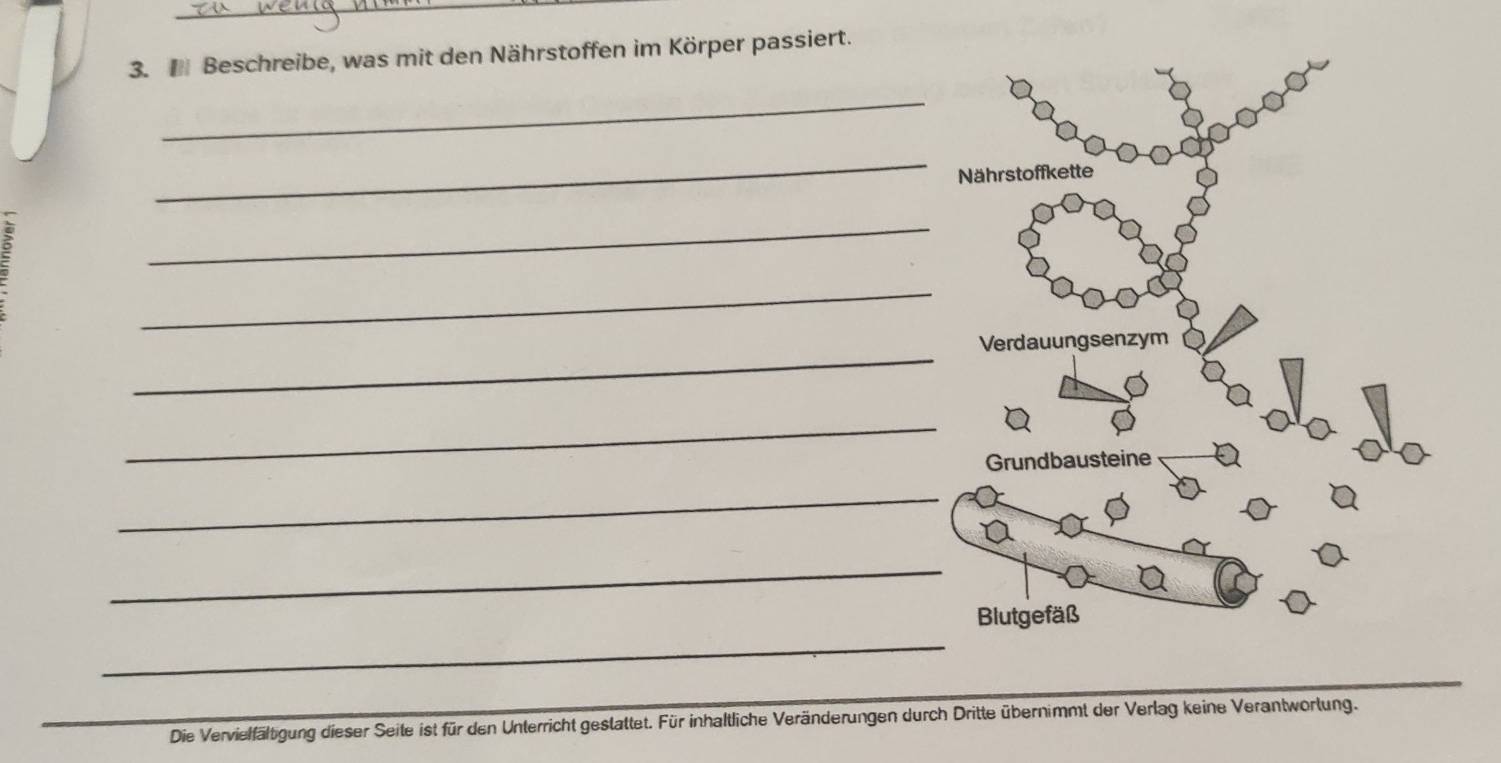 Beschreibe, was mit den Nährstoffen im Körper passiert. 
_ 
_ 
2 
_ 
_ 
_ 
_ 
_ 
_ 
_ 
_ 
Die Vervielfältigung dieser Seite ist für den Unterricht gestattet. Für inhaltliche Veränderungen durch Dritte übernimmt der Verlag keine Verantwortung.