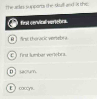 The atlas supports the skull and is the:
first cervical vertebra.
B  first thoracic vertebra.
C first lumbar vertebra.
D sacrum.
E  coccyx.