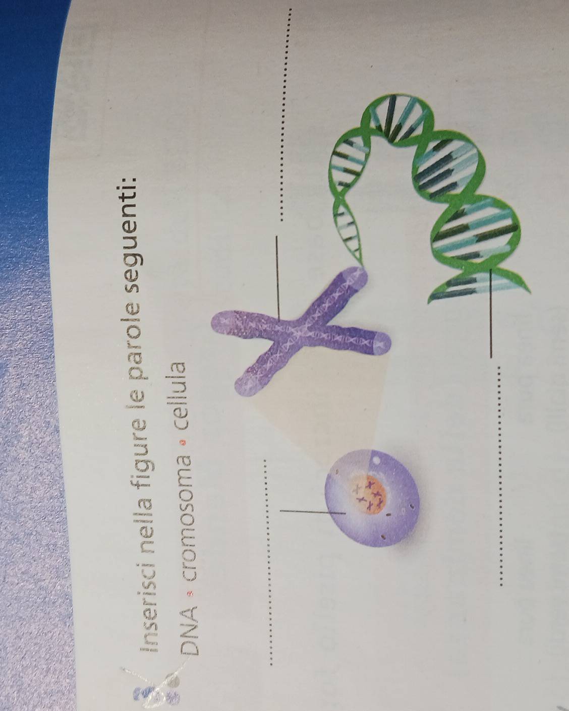 Inserisci nella figure le parole seguenti: 
DNA • cromosoma • cellula