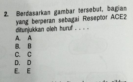 Berdasarkan gambar tersebut, bagian
yang berperan sebagai Reseptor ACE2
ditunjukkan oleh huruf . . . .
A. A
B. B
C. C
D. D
E. E