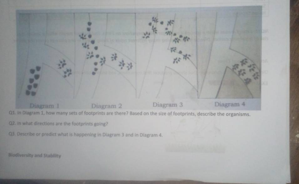 In what directions are the footprints going? 
Q3. Describe or predict what is happening in Diagram 3 and in Diagram 4. 
Biodiversity and Stability