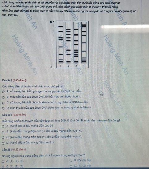 Sử dụng phương pháp điện di (di chuyển vật thể mang điện tích dưới tác động của điện trưởng)
- Hình ảnh điện di dầu văn tay DNA được thể hiện thành các bảng điện di ở các vị trí khác nhau
Hình ảnh dưới đây mô tả bảng điện di dầu vân tay DNA của bốn người, trong đó có 3 người có mỗi quan hệ bố -
mẹ - con gái
5
,
ō
Câu 24 | (0.25 điểm)
Các băng điện di ở các vị trí khác nhau chủ yếu vì
A. số lượng liên kết hydrogen có trong phân từ DNA ban đầu.
B. màu sắc của các đoạn DNA khi bắt màu với thuốc nhuộm
C. số lượng liên kết phosphodiester có trong phân từ DNA ban đầu.
D. kích thước của các đoạn DNA được tách ra trong quá trình điện di,
Câu 25 | (0.25 điểm)
Biết rằng chiều di chuyển của các đoạn trình tự DNA là từ A đến B, nhận định nào sau đây đúng?
A. (A) và (B) là đầu mang điện cực (-).
B. (A) là đầu mang điện cực (-). (B) là đầu mang điện cực (+).
C. (A) là đầu mang điện cực (+), (B) là đầu mang điện cực (-).
D. (A) và (B) là đầu mang điện cực (+).
Câu 26 | (0.25 điểm)
Những người nào trong bảng điện di là 3 người trong một gia đình?
A. (1), (3), (4). B. (2), (3), (4).
C. (1), (2), (3) D. (1). (2), (4).