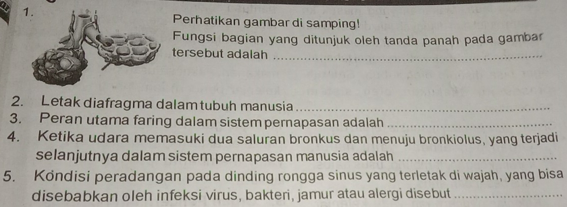 Perhatikan gambar di samping! 
Fungsi bagian yang ditunjuk oleh tanda panah pada gambar 
tersebut adalah_ 
2. Letak diafragma dalam tubuh manusia_ 
3. Peran utama faring dalam sistempernapasan adalah_ 
4. Ketika udara memasuki dua saluran bronkus dan menuju bronkiolus, yang terjadi 
selanjutnya dalam sistem pernapasan manusia adalah_ 
5. Kondisi peradangan pada dinding rongga sinus yang terletak di wajah, yang bisa 
disebabkan oleh infeksi virus, bakteri, jamur atau alergi disebut_