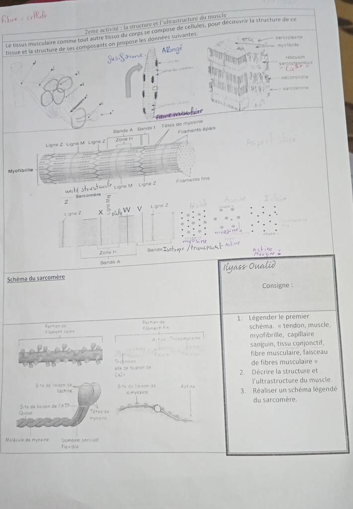 2eme activité : la structure et l'ultrastructure du muscle 
Le tissus musculaire comme tout autre tissus du corps se compose de cellules, pour découvrir la structure de ce 
sarcopiasie 
tissue et la structure de ses composants on propose les données suivantes 
Alongé my s fio rde 
reticulum 
. 
sarcopiysmique 
,ī 
mtschonohe 
* sarcolémme 

Bande A Bande 1 Têtes de myosine 
Ligne Z Ligne M Ligne Z Zone H Filaments épais 
Myofibrille 
Filaments fins 
Sarcomère Ligne M Ligne 2 
2 
V 
Ligne Z Ligne Z 
Zone H Bande 
Bande A 
Schéma du sarcomère 
Consigne : 
Portionde 1. Légender le premier
For^++icnCC
flpment cpais filoment fn schéma. « tendon, muscle, 
Artre Testomyes no myofibrille, capillaire 
sanguin, tissu conjonctif, 
fibre musculaire, faisceau 
sãé de fixatión de de fibres musculaire »
2x^2= 2. Décrire la structure et 
l'ultrastructure du muscle 
S te de lic sen de Site de lsison de Actina 3. Réaliser un schéma légendé 
Tactine c mvesine 
Site de lisison de l'ATP du sarcomère. 
Queve Teter de 
myoa ne 
Molécule de myesine Domaine cervical
f(c+12)c