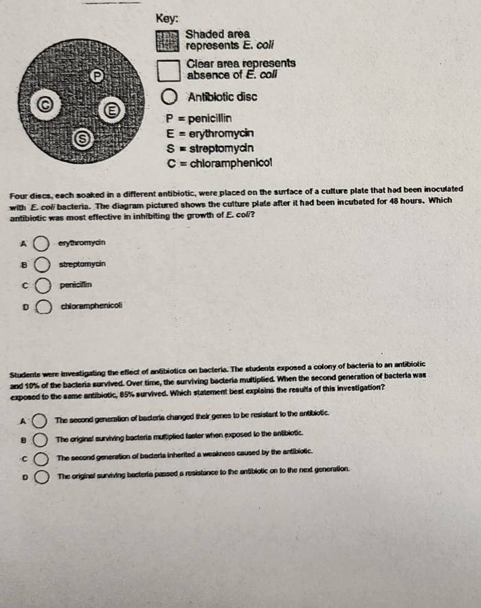 Key:
Shaded area
represents E. coli
Clear area represents
absence of E. coli
Antibiotic disc
P= penicillin
E= erythromycin
S= streptomycin
C= chloramphenicol
Four discs, each soaked in a different antibiotic, were placed on the surface of a culture plate that had been inoculated
with E. col bacteria. The diagram pictured shows the culture plate after it had been incubated for 48 hours. Which
antibiotic was most effective in inhibiting the growth of E. coli?
A erythromycin
B streptomycin
C penicillin
D chloramphenicoli
Students were investigating the eflect of antibiotics on bacteria. The students exposed a colony of bacteria to an antibiotic
and 10% of the bacteria survived. Over time, the surviving bacteria multiplied. When the second generation of bacteria was
exposed to the same antibiotic, 85% survived. Which statement best explains the results of this investigation?
A The second generation of bacleria changed their genes to be resistant to the antibiotic.
8 The original surviving bacteria multiplied faster when exposed to the antibiotic.
C The second generation of bacteria inherited a weakness caused by the antibiotic.
D The original surviving bacteria passed a resistance to the antibiotic on to the next generation.