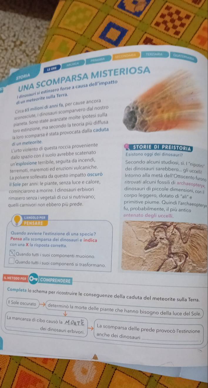 Mama econdam Terzaria GUATE=AR
STORIA L EAR  ARCAICA
UNA SCOMPARSA MISTERIOSA
l dinosauri si estinsero forse a causa dell'impatto
di un meteorite sulla Terra.
Circa 65 milioni di anni fa, per cause ancora
sconosciute, i dinosauri scomparvero dal nostro
pianeta. Sono state avanzate molte ipotesi sulla
loro estinzione, ma secondo la teoria più diffusa
la loro scomparsa è stata provocata dalla caduta
di un meteorite.
L'urto violento di questa roccia proveniente
STORIE DI PREISTORia
dallo spazio con il suolo avrebbe scatenato
Esistono oggi dei dinosauri?
un'esplosione terribile, seguita da incendi, Secondo alcuni studiosi, si. I "nipotini
terremoti, maremoti ed eruzioni vulcaniche. dei dinosauri sarebbero... gli uccelli!
La polvere sollevata da questo impatto oscurò Intorno alla metà dell'Ottocento furono
il Sole per anni: le piante, senza luce e calore, ritrovati alcuni fossili di archaeopteryx,
cominciarono a morire. I dinosauri erbivori dinosauri di piccole dimensioni, con i
rìmasero senza i vegetali di cui si nutrivano; corpo leggero, dotato di ''ali'' e
primitive piume. Quindi l'archaeopteryx
quelli carnivori non ebbero più prede. fu, probabilmente, il più antico
L'ANGOLO PER
antenato degli uccelli.
pensare
Quando avviene l'estinzione di una specie?
Pensa alla scomparsa dei dinosauri e indica
con una X la risposta corretta.
Quando tutti i suoi componenti muoiono.
Quando tutti i suoi componenti si trasformano.
IL METODO PER 07 COMPRENDErE
Completa lo schema per ricostruire le conseguenze della caduta del meteorite sulla Terra.
Il Sole oscurato determinò la morte delle piante che hanno bisogno della luce del Sole.
La mancanza di cibo causò la MOATE La scomparsa delle prede provocò l'estinzione
_
dei dinosauri erbivori. anche dei dinosauri