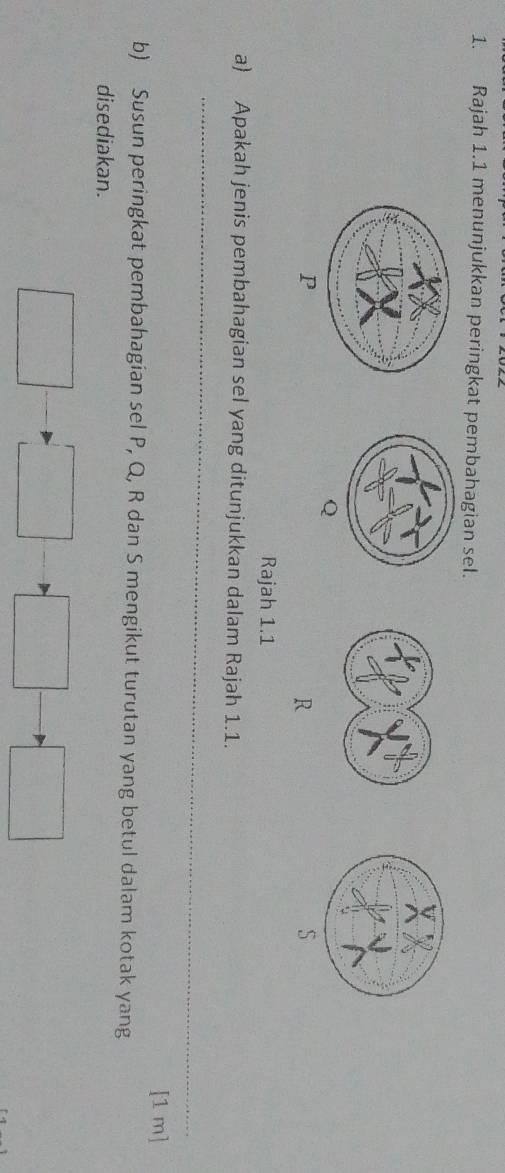 Rajah 1.1 menunjukkan peringkat pembahagian sel.
Q
P
R
S
Rajah 1.1 
a) Apakah jenis pembahagian sel yang ditunjukkan dalam Rajah 1.1. 
_ 
[1 m] 
b) Susun peringkat pembahagian sel P, Q, R dan S mengikut turutan yang betul dalam kotak yang 
disediakan.