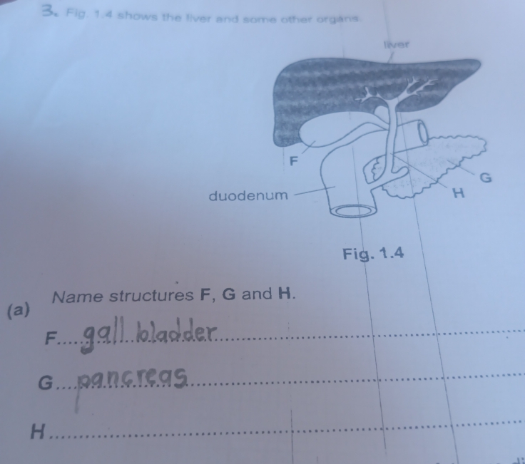 Fig. 1.4 shows the liver and some other organs. 
(a) Name structures F, G and H. 
_
F
G
_
H
_