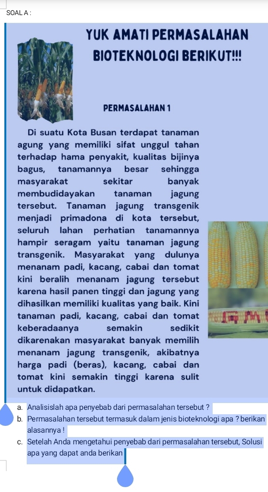 SOAL A : 
YUK AMATI PERMASALAHAN 
BIOTEKNOLOGI BERIKUT!!! 
PERMASALAHAN 1 
Di suatu Kota Busan terdapat tanaman 
agung yang memiliki sifat unggul tahan 
terhadap hama penyakit, kualitas bijinya 
bagus, tanamannya besar sehingga 
masyarakat sekitar banyak 
membudidayakan tanaman jagung 
tersebut. Tanaman jagung transgenik 
menjadi primadona di kota tersebut, 
seluruh lahan perhatian tanamannya 
hampir seragam yaitu tanaman jagung 
transgenik. Masyarakat yang dulunya 
menanam padi, kacang, cabai dan tomat 
kini beralih menanam jagung tersebut 
karena hasil panen tinggi dan jagung yang 
dihasilkan memiliki kualitas yang baik. Kini 
tanaman padi, kacang, cabai dan tomat 
keberadaanya semakin sedikit 
dikarenakan masyarakat banyak memilih 
menanam jagung transgenik, akibatnya 
harga padi (beras), kacang, cabai dan 
tomat kini semakin tinggi karena sulit 
untuk didapatkan. 
a. Analisislah apa penyebab dari permasalahan tersebut ? 
b. Permasalahan tersebut termasuk dalam jenis bioteknologi apa ? berikan 
alasannya ! 
c. Setelah Anda mengetahui penyebab dari permasalahan tersebut, Solusi 
apa yang dapat anda berikan