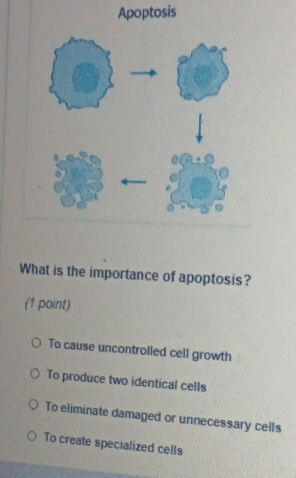 Apoptosis
What is the importance of apoptosis?
(1 point)
To cause uncontrolled cell growth
To produce two identical cells
To eliminate damaged or unnecessary cells
To create specialized cells