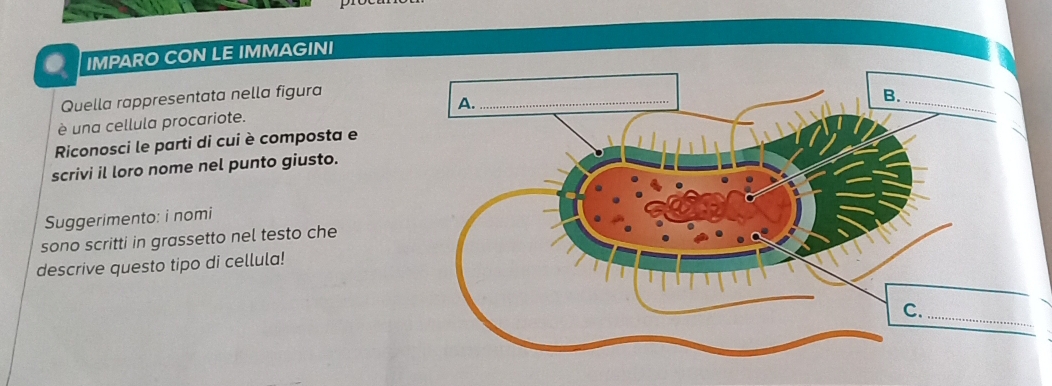 IMPARO CON LE IMMAGINI 
Quella rappresentata nella figura 
è una cellula procariote. 
Riconosci le parti di cui è composta e 
scrivi il loro nome nel punto giusto. 
Suggerimento: i nomi 
sono scritti in grassetto nel testo che 
descrive questo tipo di cellula!