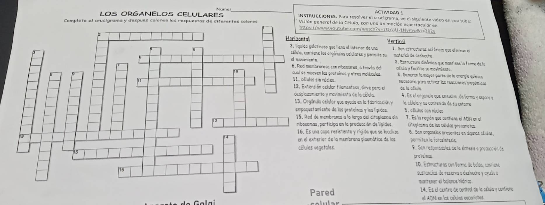 Name _ACTIVIDAD 1
LOS ORGANELOS CELULARES
INSTRUCCIONES. Para resolver el crucigrama, ve el sígulente video en you tube:
general de la Célula, con una animación espectacular en
/www.youtube.com/watch?v=7QrUU-1Nymw&t=282s
Vertical
atinoso que ilena el interior de una 1. Son estructuros esféricos que eliminan el
ne los orgánulos celulares y permite su material de deshecho.
al movimiento. 2. Estructura dinámica que mantiene la forma de la
branosa con ribosomas, a través del célula y facilita su movimienta.
ven las proteínas y otras moléculas. 3. Generan la mayor parte de la energía química
sin núcleo. necesaría para activar las reacciones bioguímicas
ión celular filamentoso, sirve paroa el de la célula
iento y movimiento de la célula, 4. Es el organelo que envuelve, da forma y separa a
ulo celulor que ayuda en la fabricación y la célula y su contenido de su entoro
amiento de las proteínas y los lípidos. 5. célulos con núcleo
de membranas a lo largo del citoplasma sin 7. Es la región que contiene el ADN en el
citoplasma de las células procariotas
s, participa en la producción de lípidos.
na capa resistente y rígida que se localiza 8. Son organelos presentes en alguras células,
terior de la membrana plasmática de las permiten la fotosíntesis
vegetales. 9. San responsables de la síntesis a producción de
proteinas
10. Estructuras con forma de bolsa, contiene
sustancias de reserva o deshecho y ayuda a
mantener el balance hídrico
ared 14. Es el centro de control de la célula y contiene
el ADN en las células eucariatas,
Golai