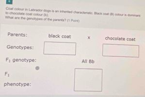 to chocolate coat colour (b) Coat colour in Labrador dogs is an inherited characteristic. Black coat (B) colour is dominant
What are the genotypes of the parents? (1 Point)
Parents: black coat x chocolate coat
Genotypes:
F_1 genotype: All Bb
F_1
phenotype: